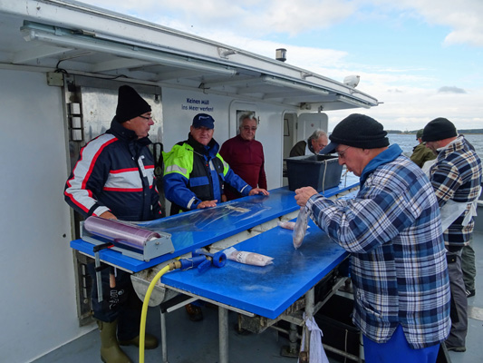 Filetieren Ostsee 20161